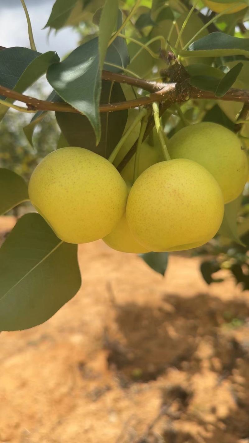 纯甜，无渣脆甜早白蜜梨