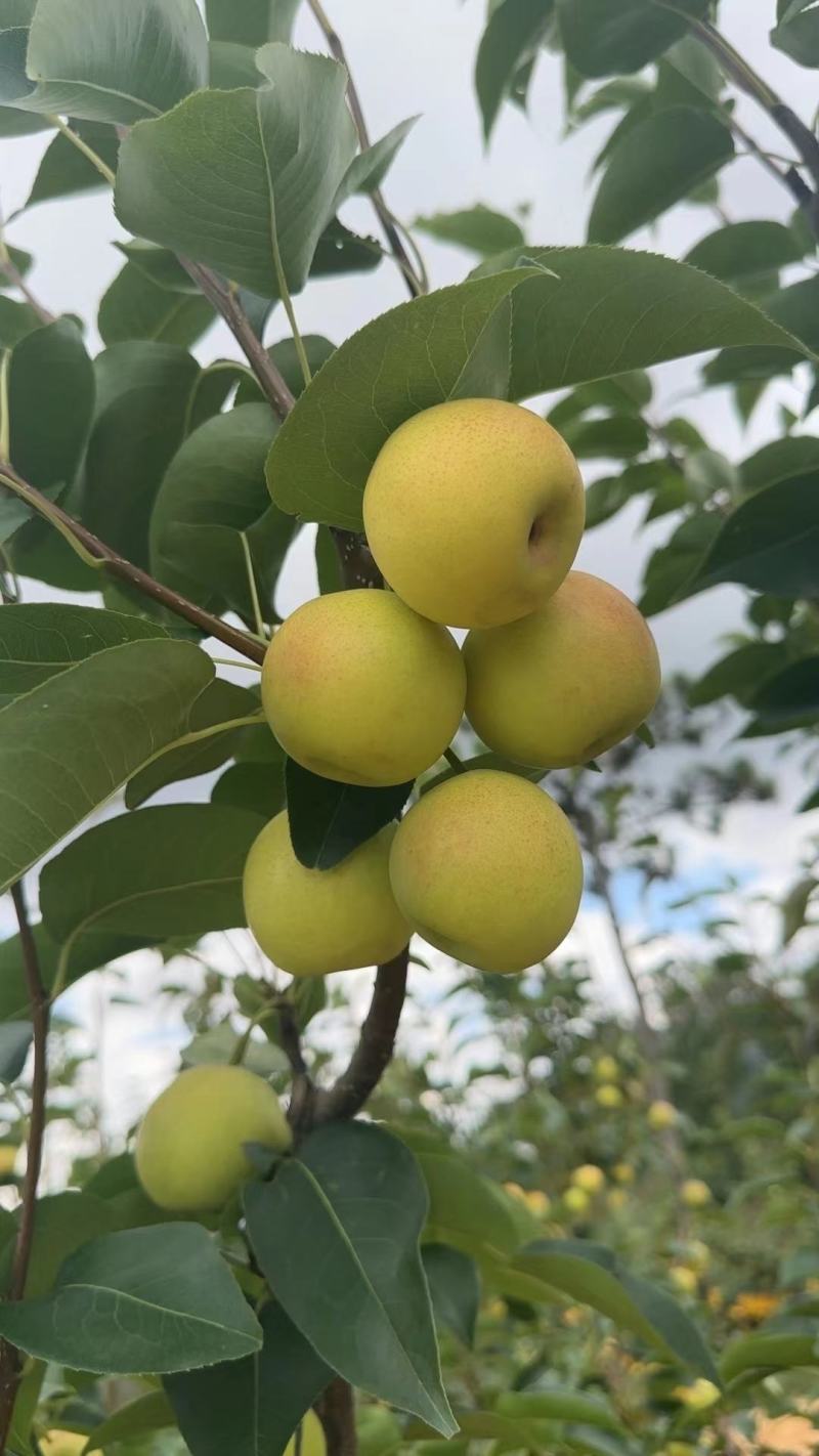 纯甜，无渣脆甜早白蜜梨