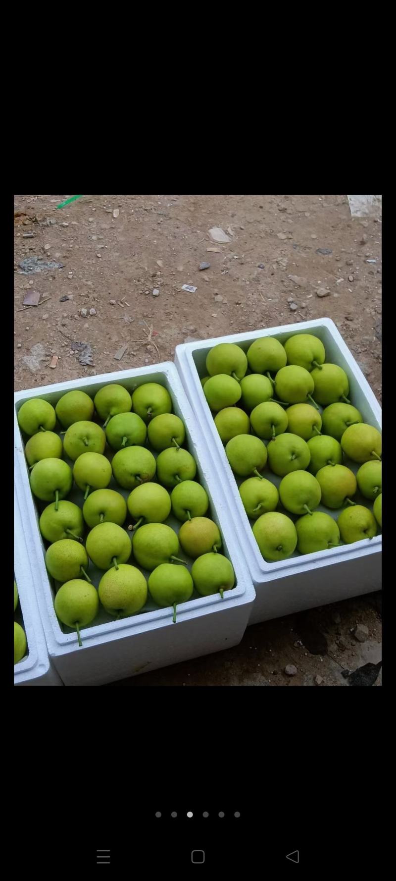 纯甜，无渣脆甜早白蜜梨