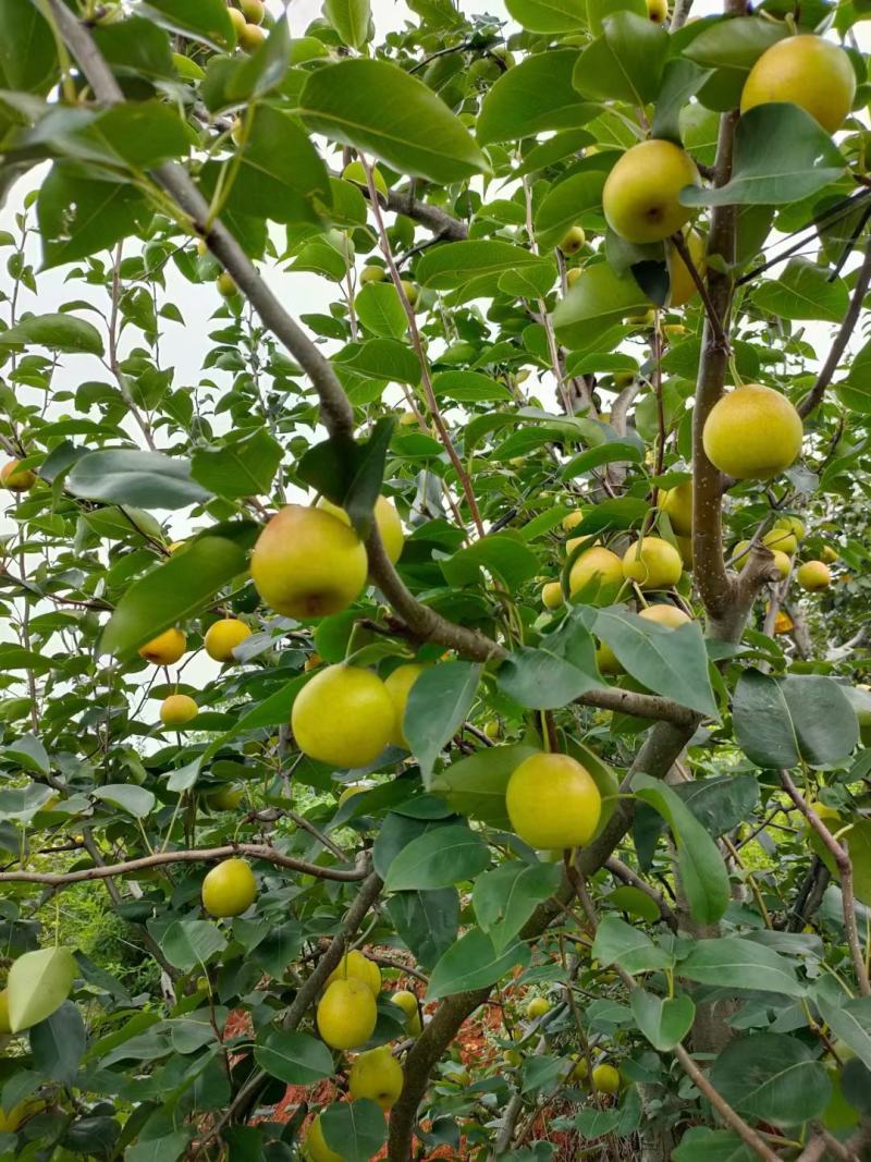 纯甜，无渣脆甜早白蜜梨