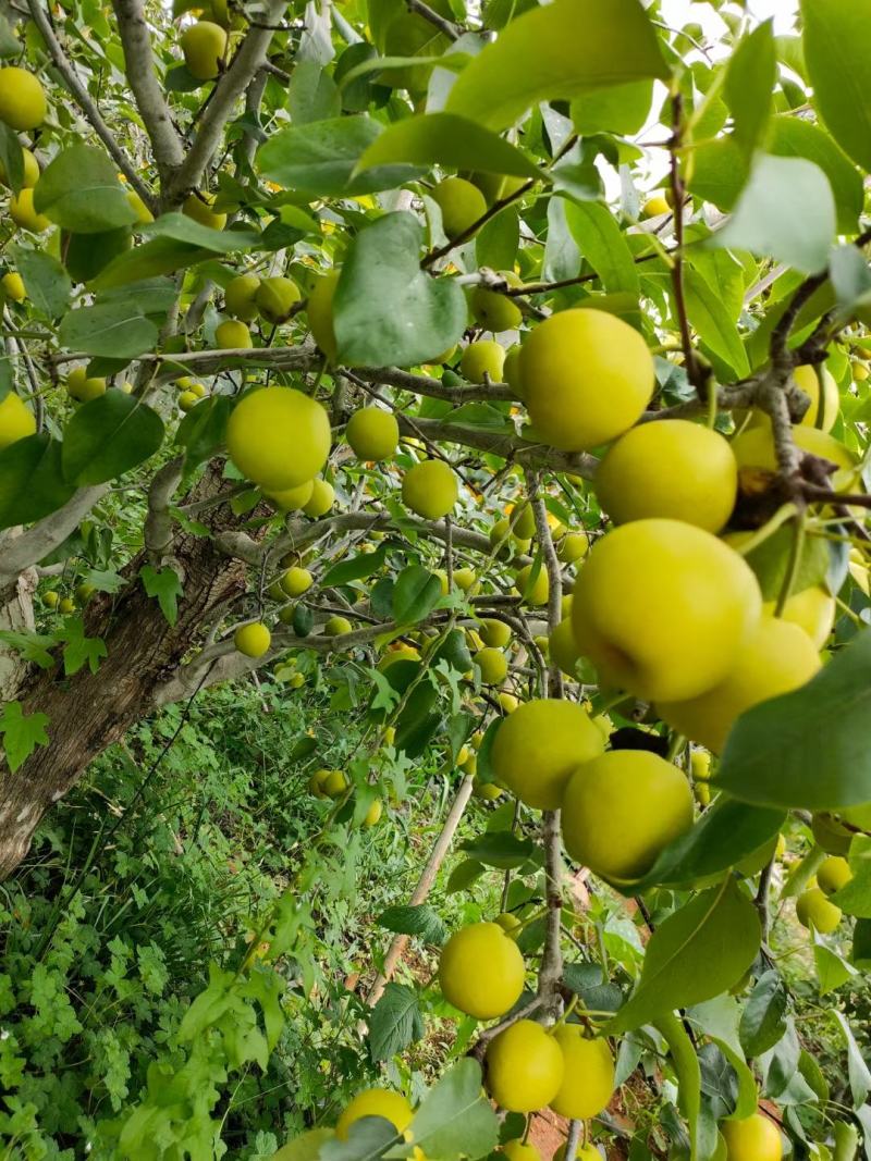 纯甜，无渣脆甜早白蜜梨