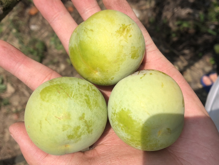 蜂糖李与坚果拼盘