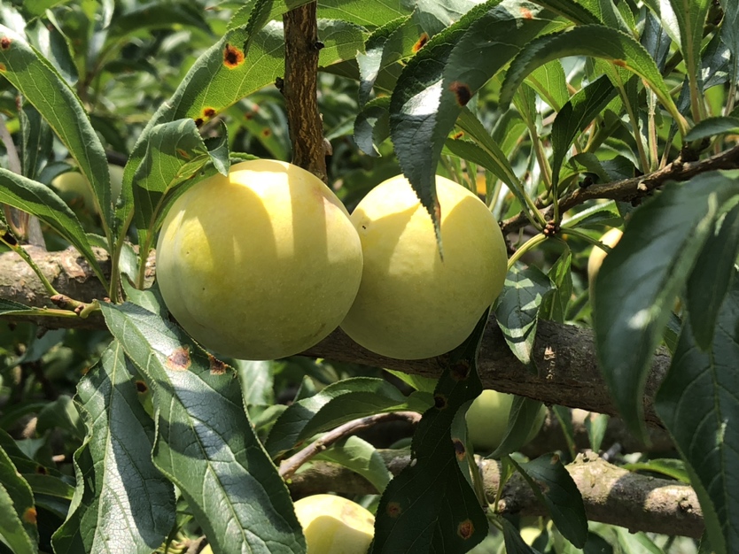 蜂糖李果实在阳光下的特写