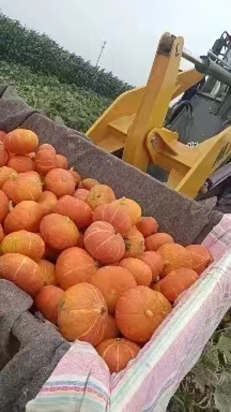 板栗南瓜，辽宁南瓜大量上市现摘现发，可视频看货，欢迎电联