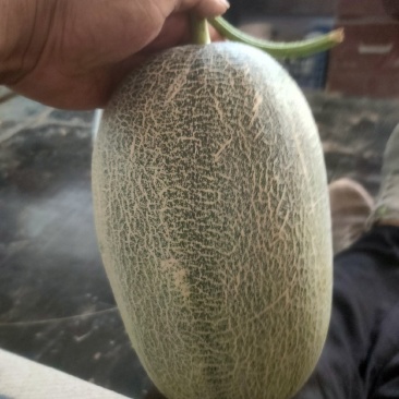 小蜜二十五，质量好，口头甜，耐运输，适合全国各地