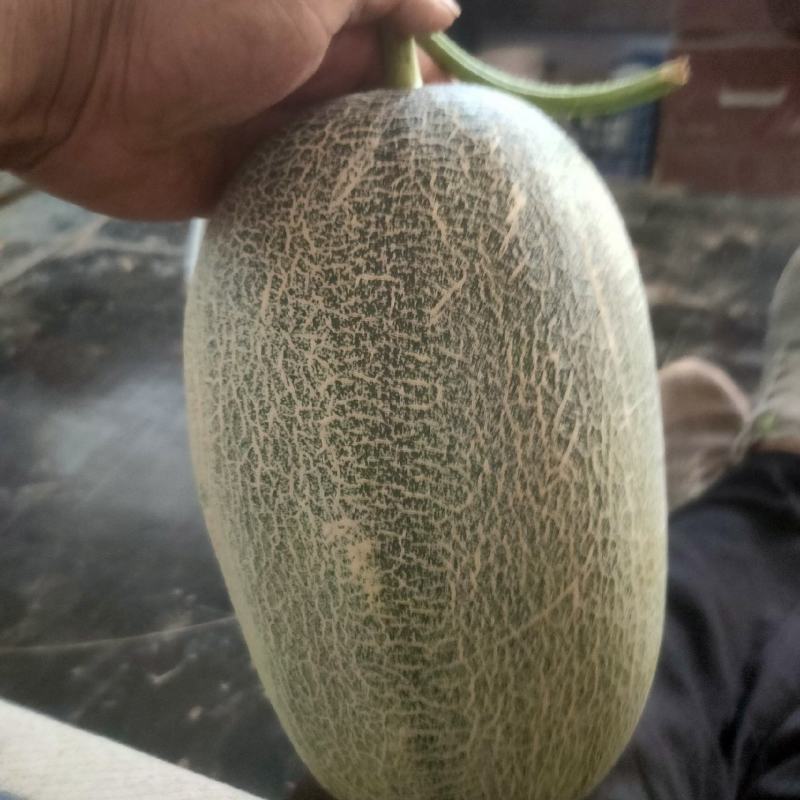 小蜜二十五，质量好，口头甜，耐运输，适合全国各地