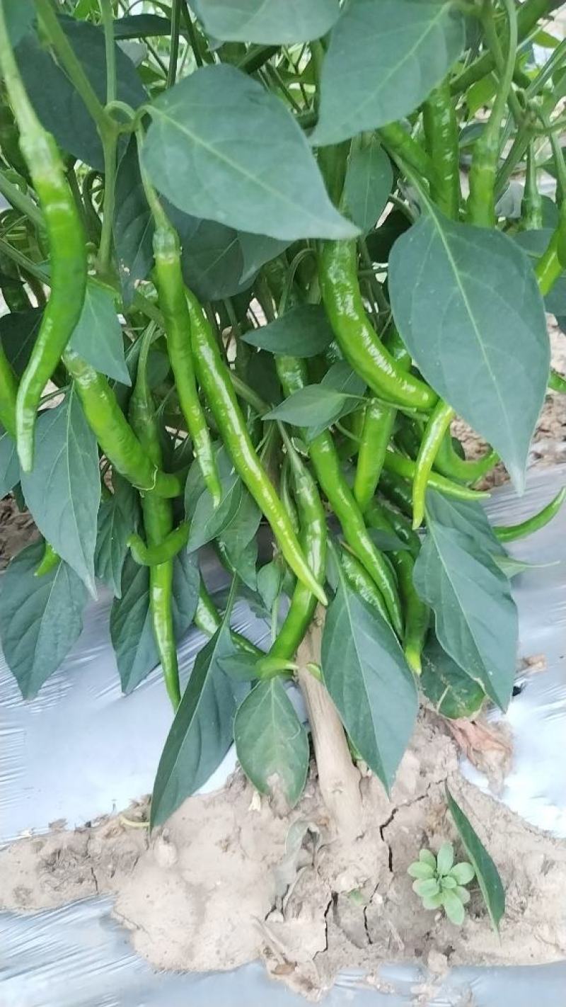河南南阳二荆条线椒