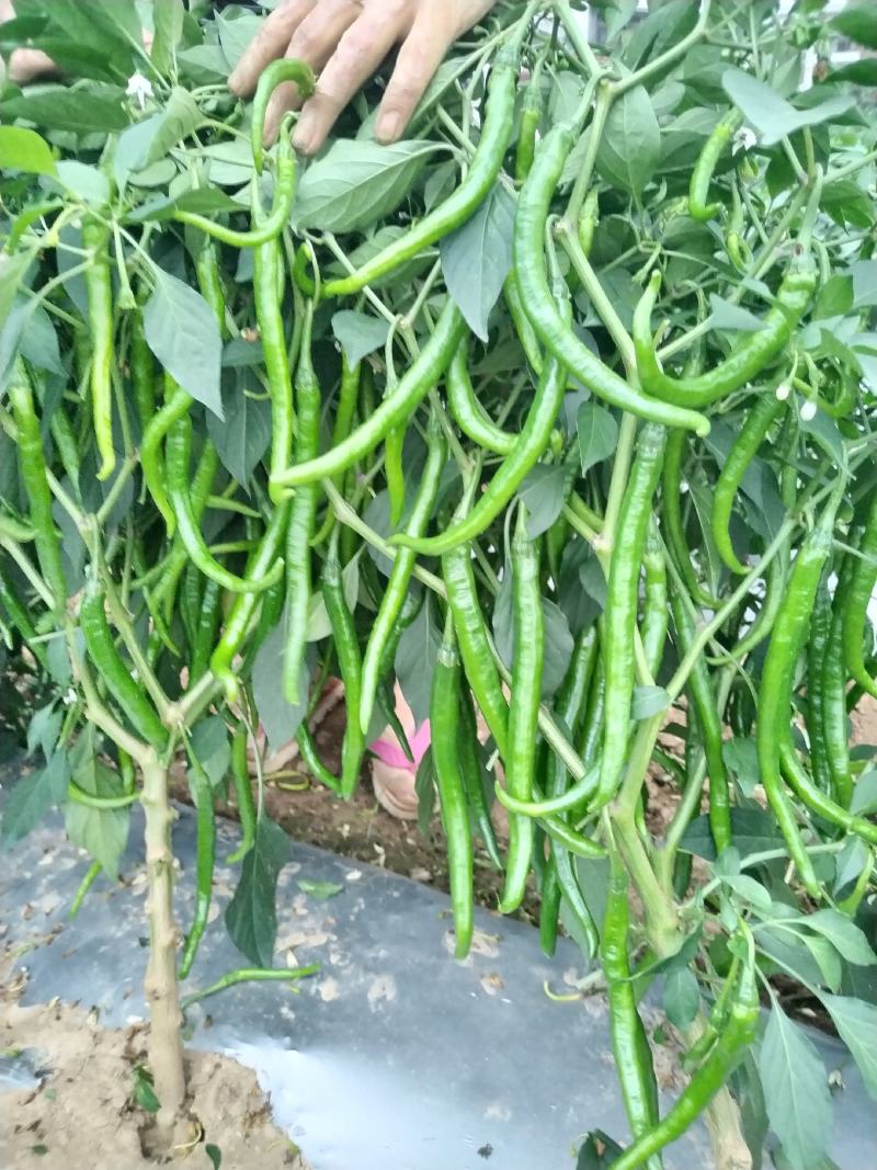 河南南阳二荆条线椒