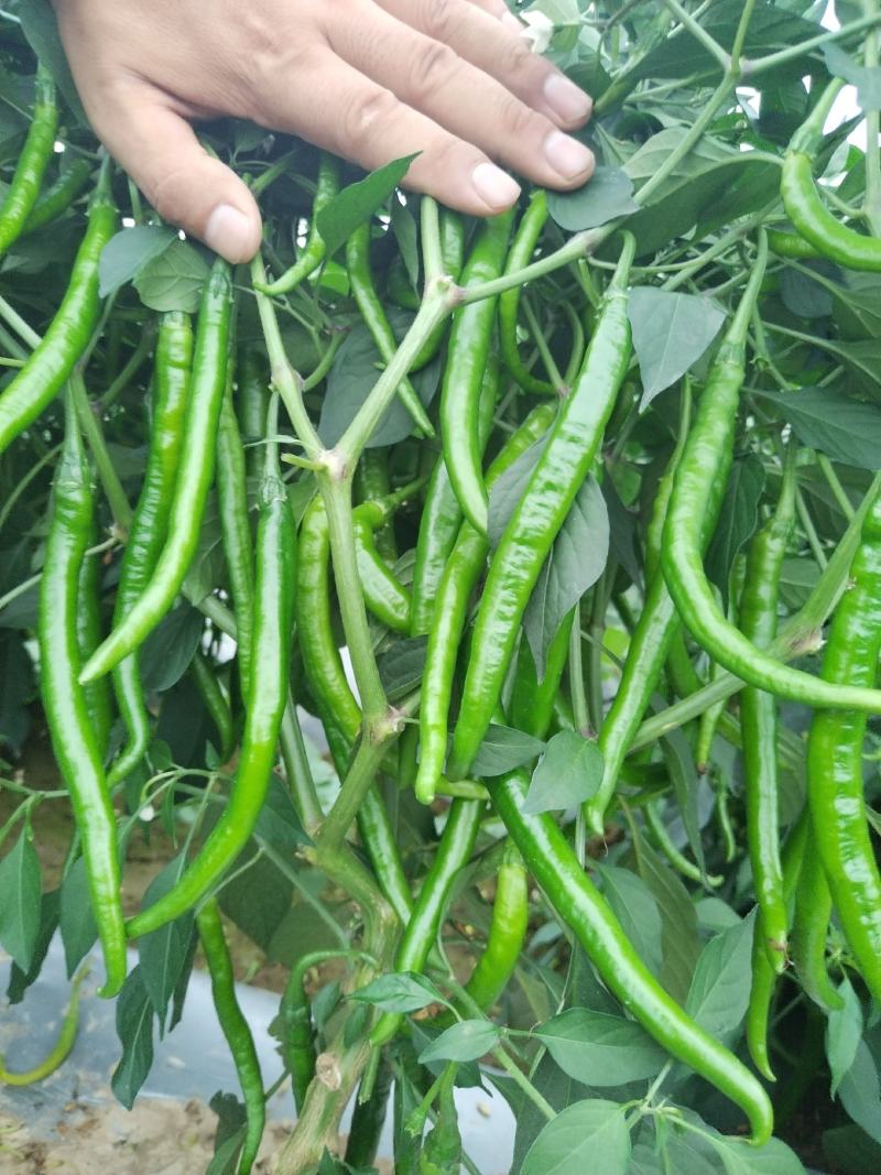 河南南阳二荆条线椒