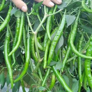 河南南阳二荆条线椒