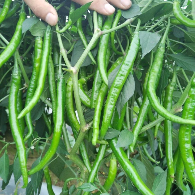 河南南阳二荆条线椒