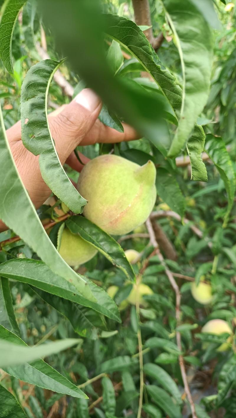 云南高原红土地鹰嘴蜜桃