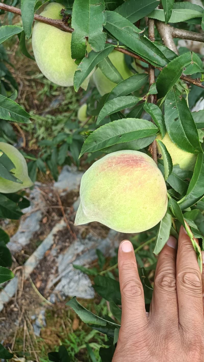 云南高原红土地鹰嘴蜜桃