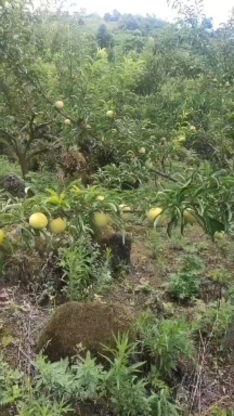 蜂糖李