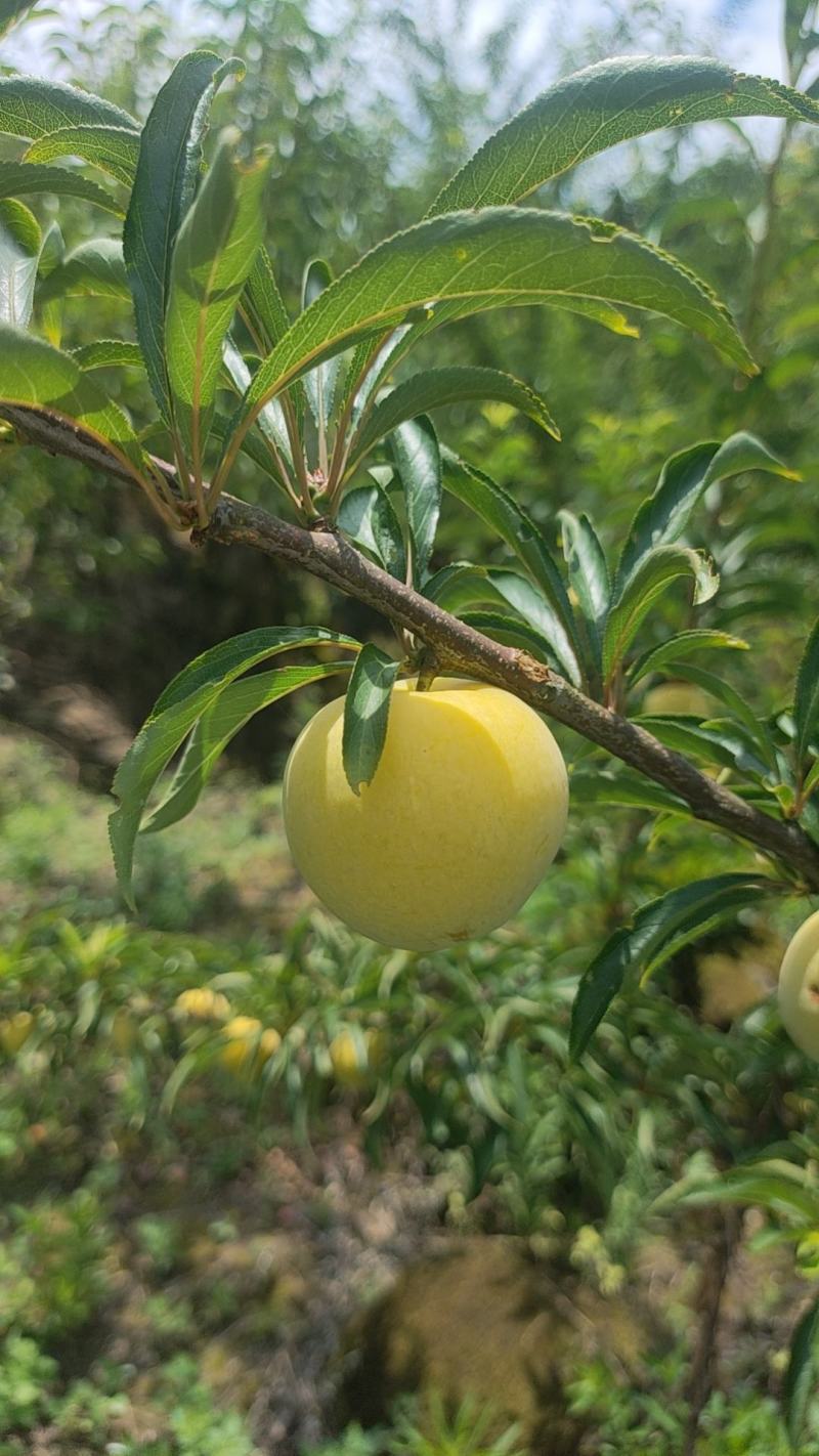 蜂糖李