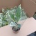 花金刚橡皮树盆栽室内观叶花卉绿植净化空气美观