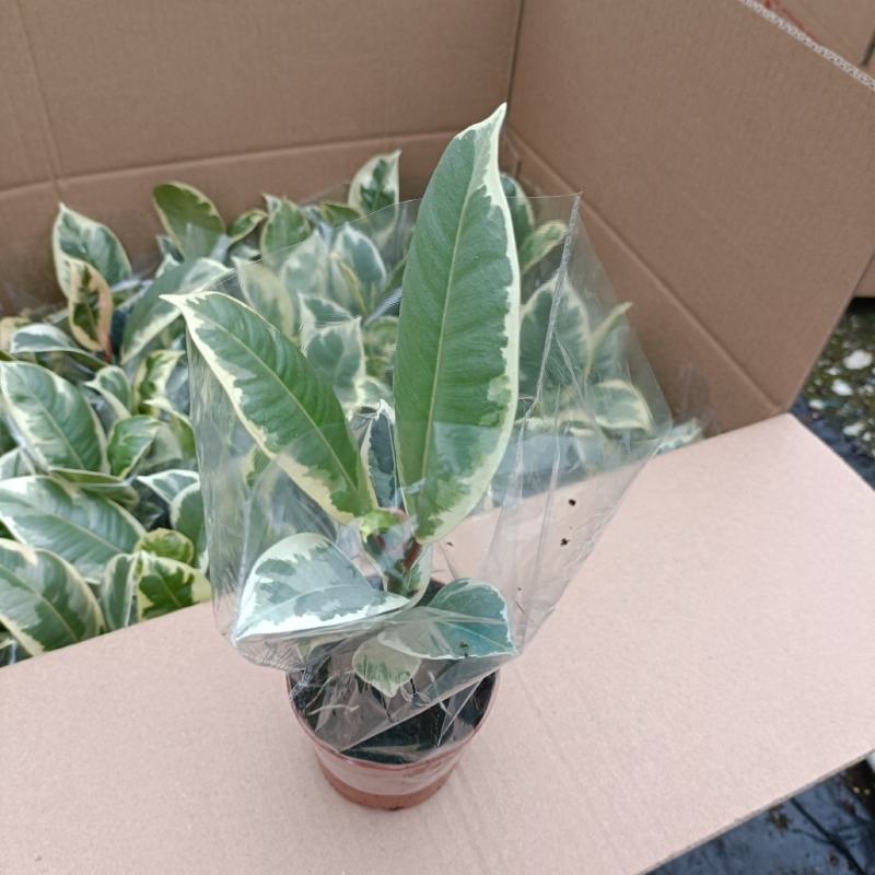 花金刚橡皮树盆栽室内观叶花卉绿植净化空气美观