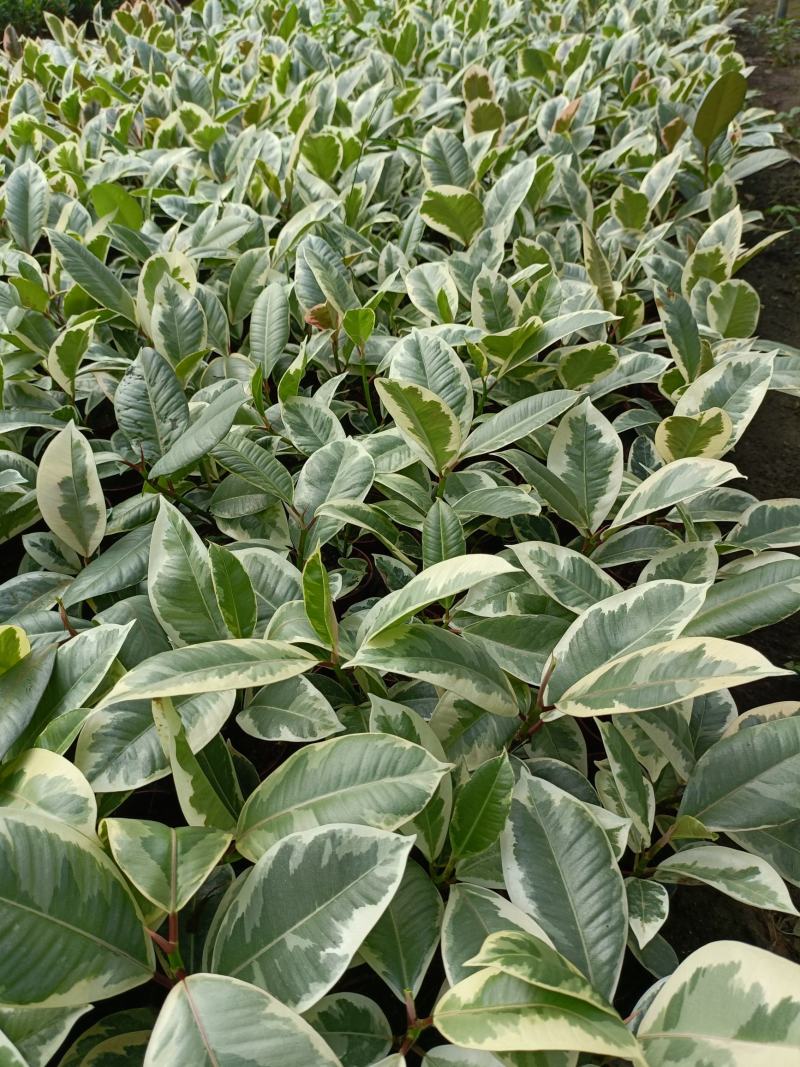 花金刚橡皮树盆栽室内观叶花卉绿植净化空气美观