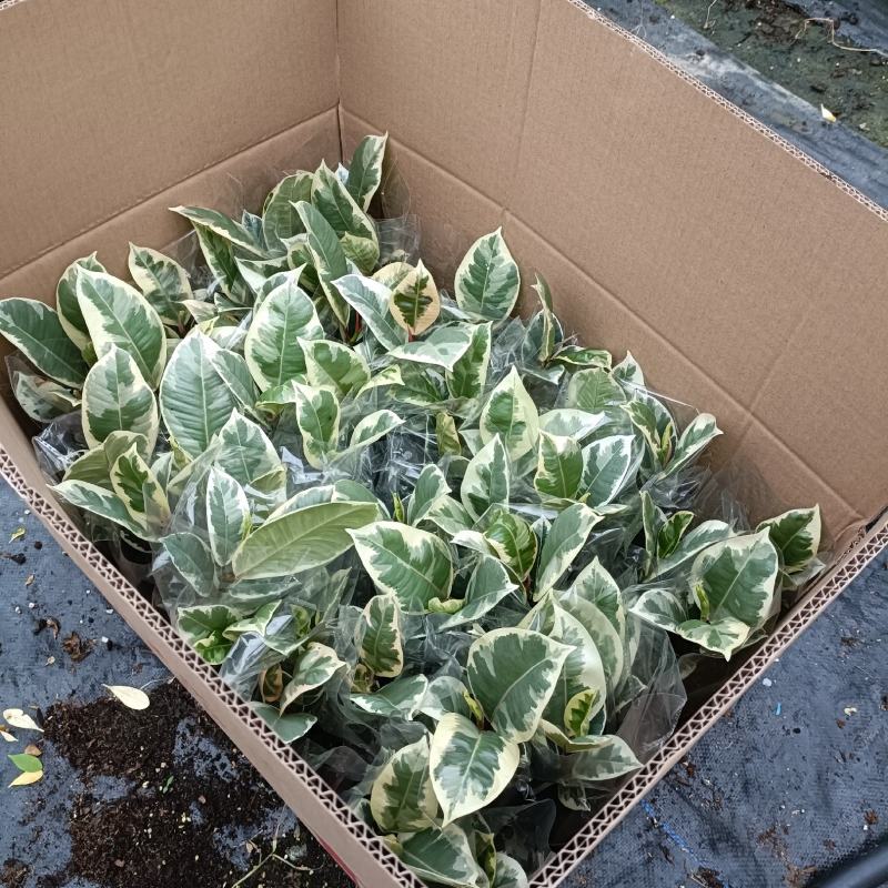 花金刚橡皮树盆栽室内观叶花卉绿植净化空气美观
