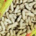 【产地直销】大白沙大果鲜花生，电商，市场，一手货源
