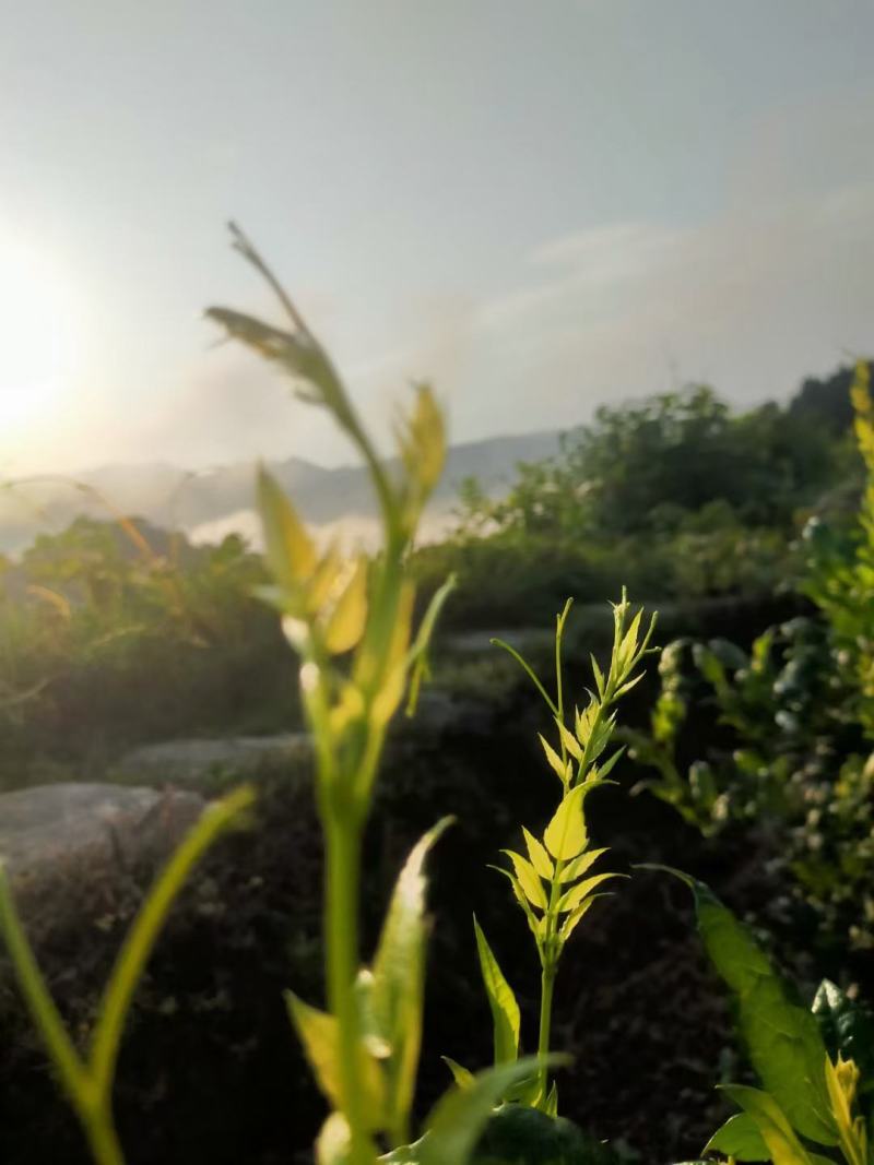 莓茶长寿茶莓茶批发高海拔莓茶，品质上层，回甘清甜