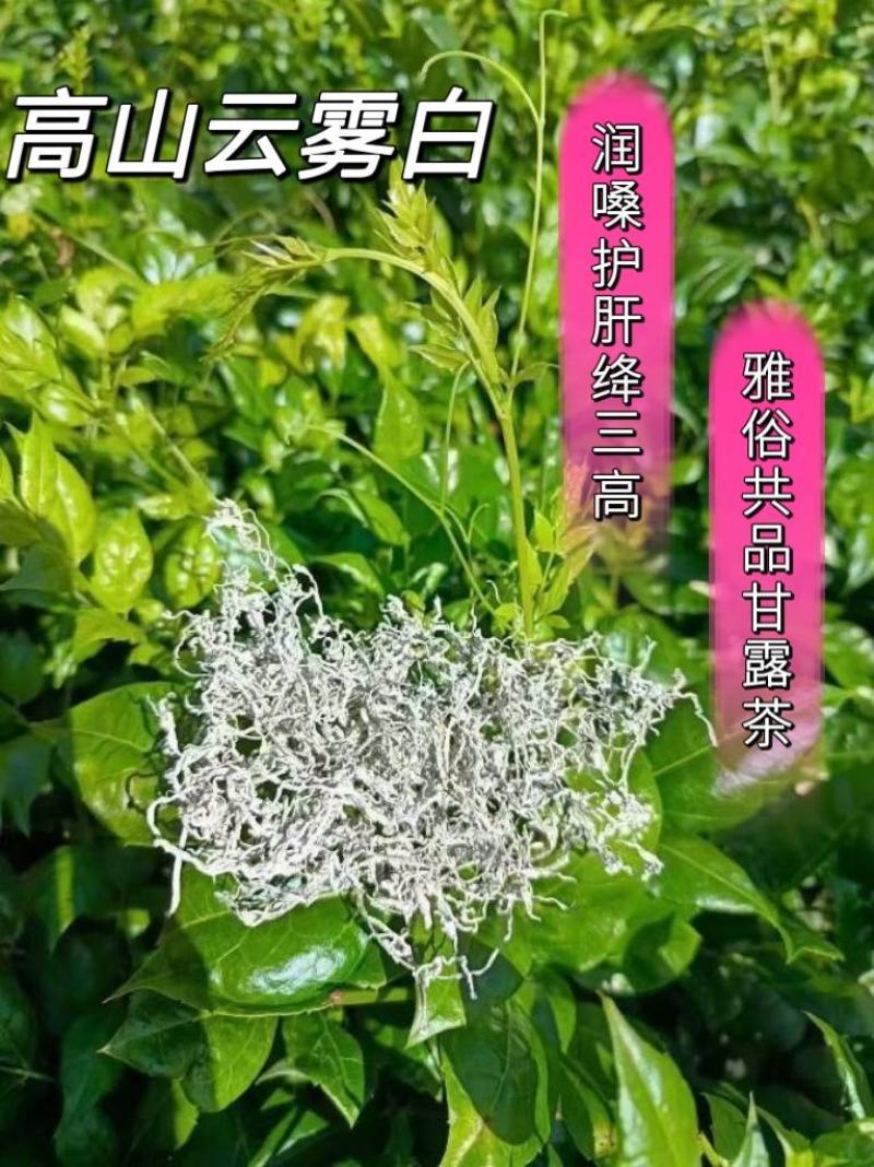 莓茶长寿茶莓茶批发高海拔莓茶，品质上层，回甘清甜