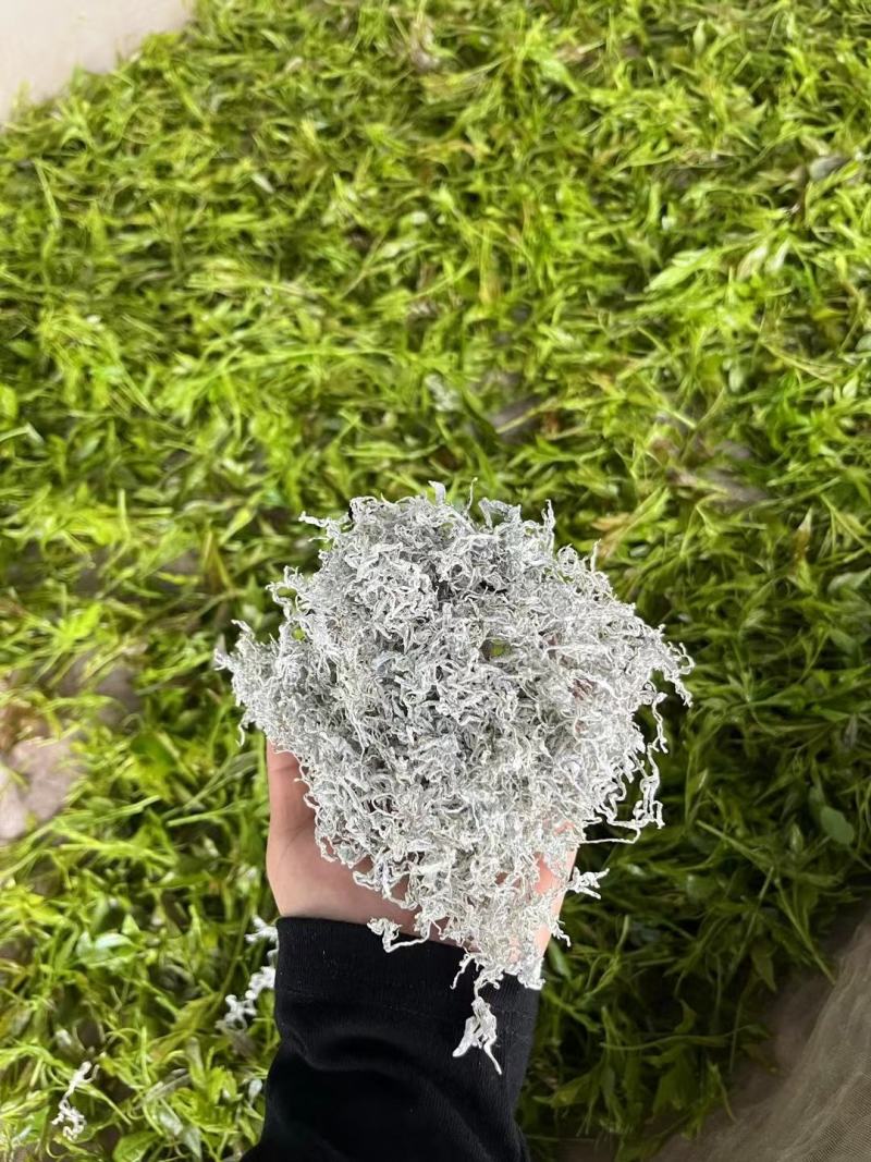 莓茶长寿茶莓茶批发高海拔莓茶，品质上层，回甘清甜