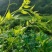 莓茶长寿茶莓茶批发高海拔莓茶，品质上层，回甘清甜