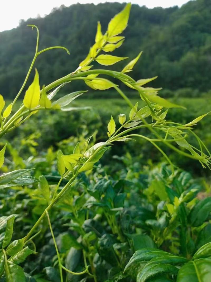 莓茶长寿茶莓茶批发高海拔莓茶，品质上层，回甘清甜