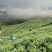 莓茶长寿茶莓茶批发高海拔莓茶，品质上层，回甘清甜