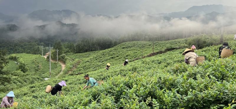 莓茶长寿茶莓茶批发高海拔莓茶，品质上层，回甘清甜