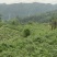 莓茶长寿茶莓茶批发高海拔莓茶，品质上层，回甘清甜