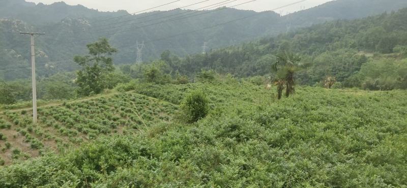 莓茶长寿茶莓茶批发高海拔莓茶，品质上层，回甘清甜