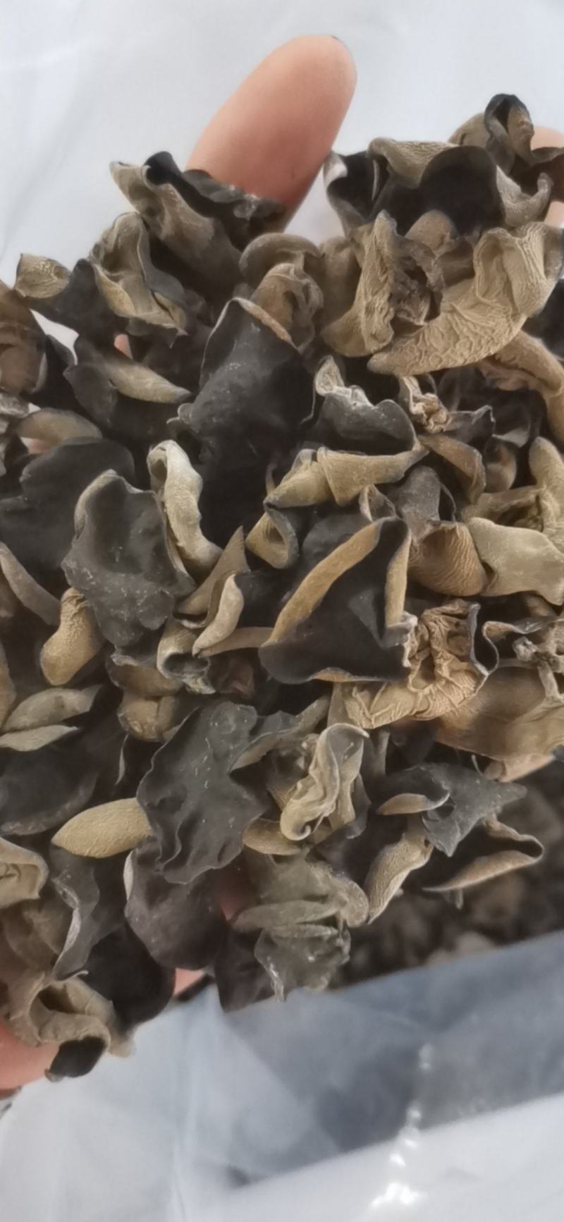 东北黑木耳头茬大棚黑木耳头茬单片型好原干原包