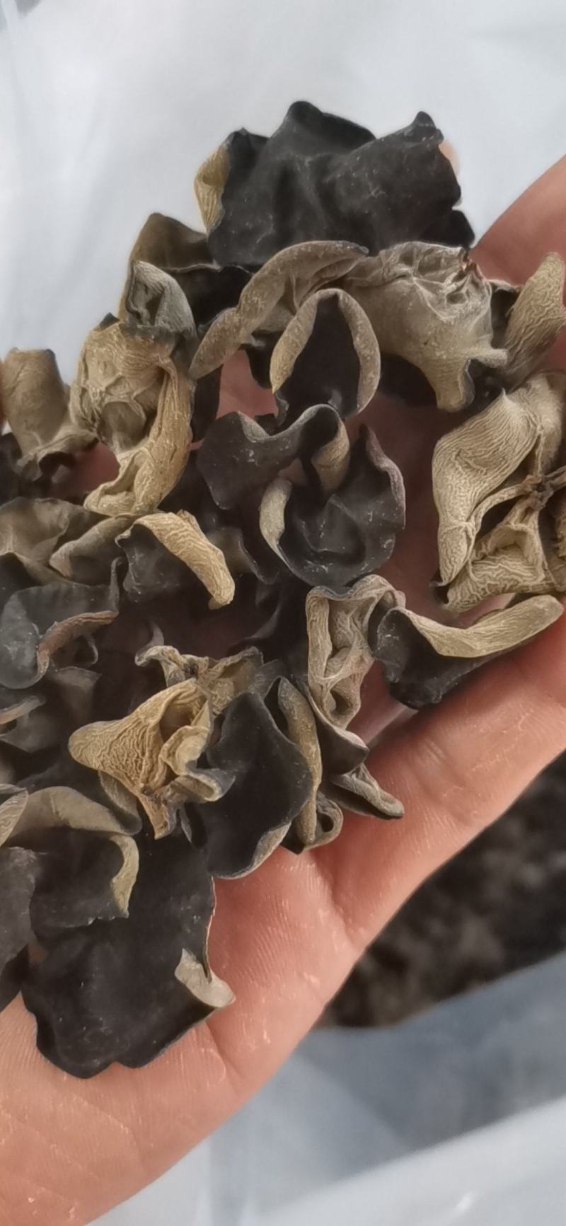 东北黑木耳头茬大棚黑木耳头茬单片型好原干原包