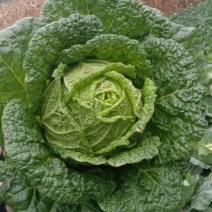 湖北恩施利川高山反季节蔬菜