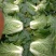 湖北恩施利川高山反季节蔬菜