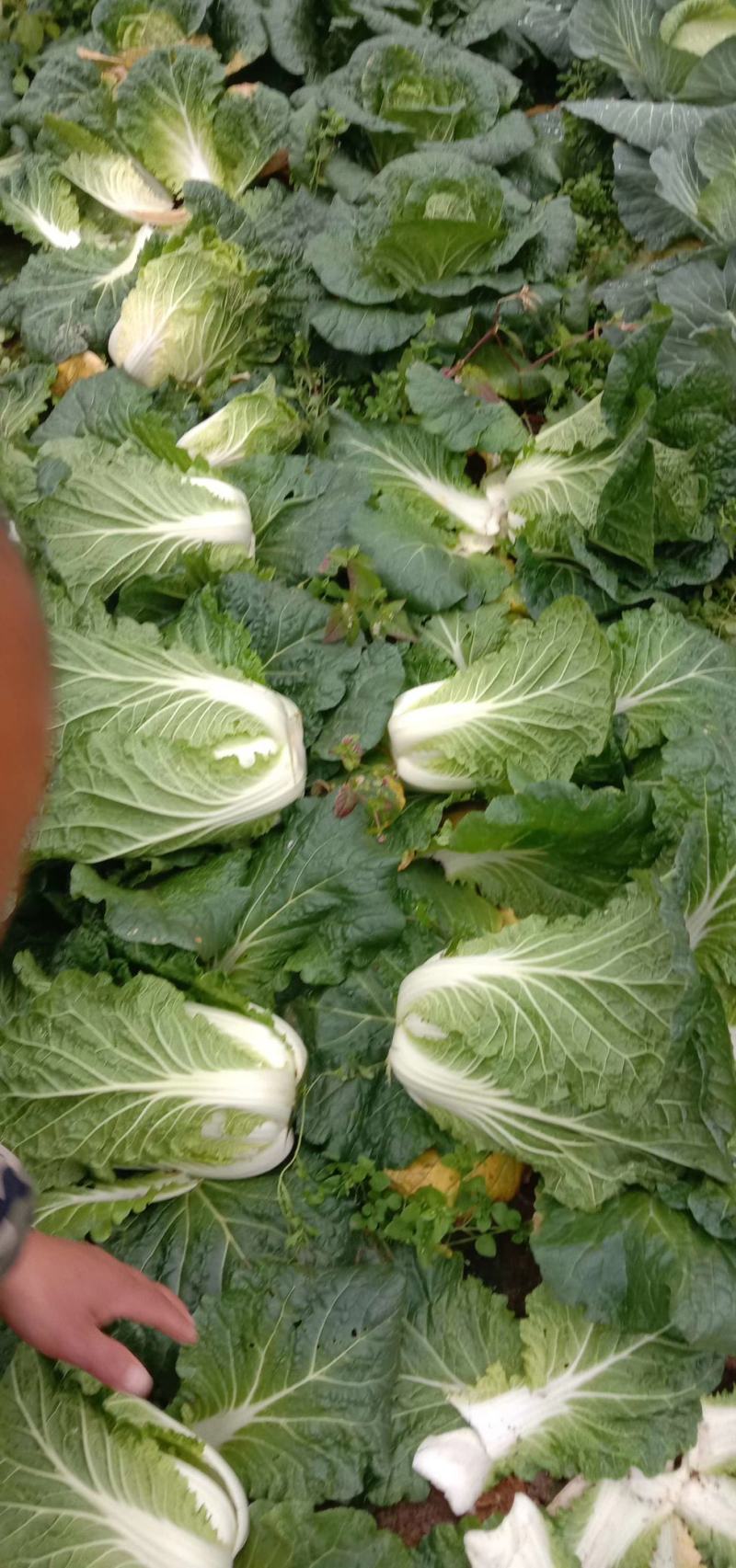湖北恩施利川高山反季节蔬菜