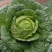 湖北恩施利川高山反季节蔬菜