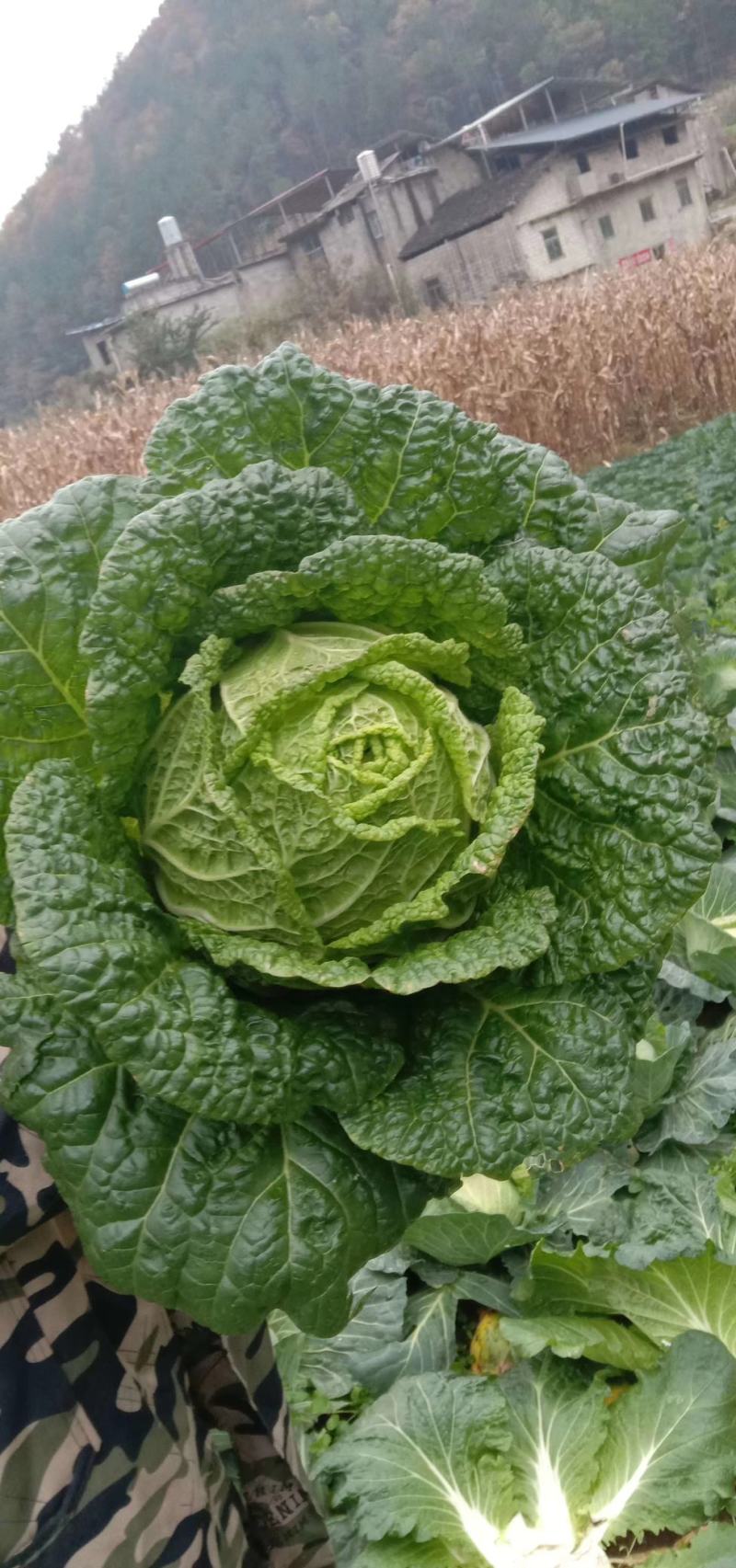 湖北恩施利川高山反季节蔬菜