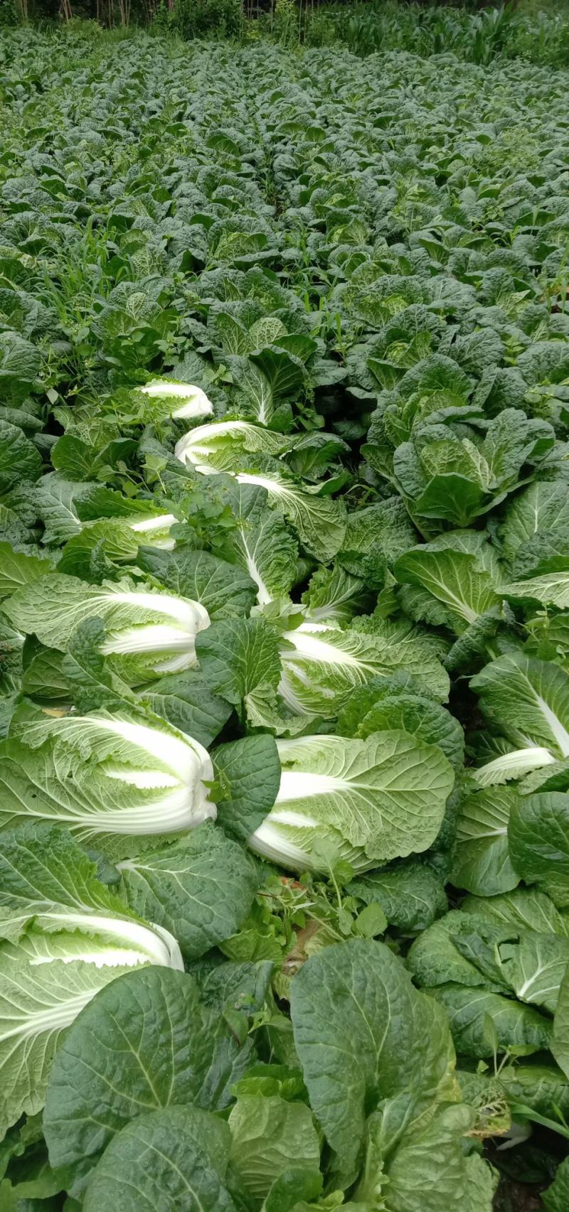 湖北恩施利川高山反季节蔬菜