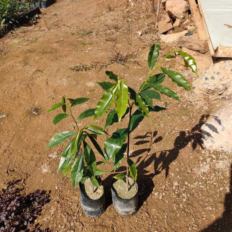 九里香盆栽室内花卉绿植净化空气耐修剪美观