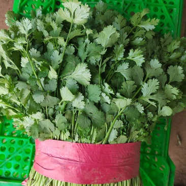 新鲜小叶香菜大叶香菜铁杆青香菜长期供货价格优惠