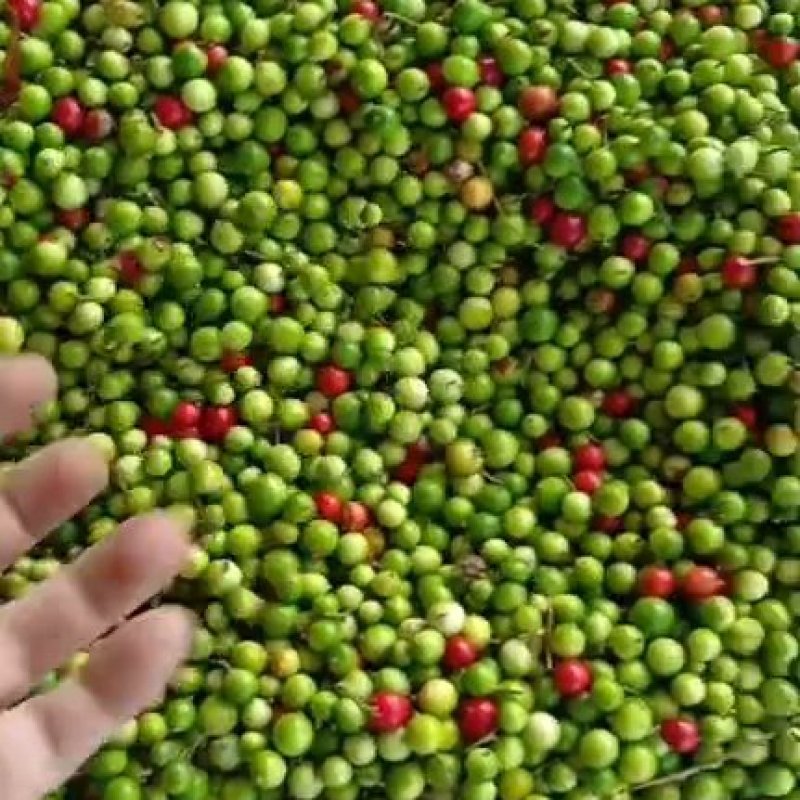 小红寇