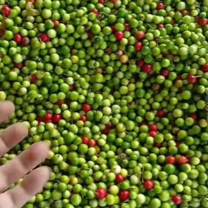 小红寇