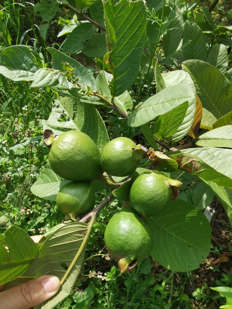 广西野生番石榴干芭乐干晒干三高茶