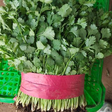 大叶香菜，产地一手货源，河北邯郸直发量大从优对接市场商超