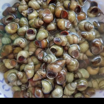 高品质食用螺大量现货