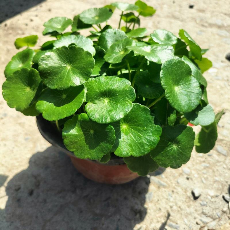 铜钱草