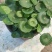 铜钱草